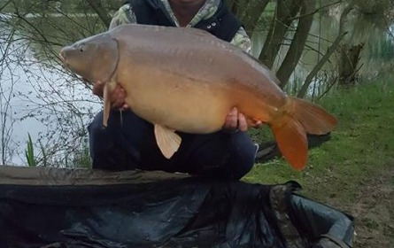 A 33 lb carp from Lillypool, Craig Pointon, Apr 2018