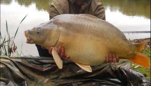 A 35 lb carp from Lillypool, Ben Mason, Oct 2019