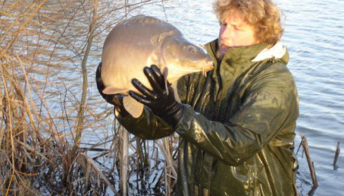 A carp from Lillypool, One of the new stock added in January, Jan 2011