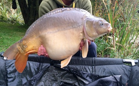 A 32 lb 7 oz carp from Lillypool, Dave Levett, Oct 2015