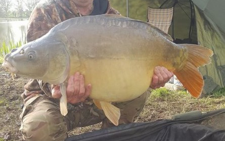 A 36 lb carp from Lillypool, Terry Biggs, Apr 2018