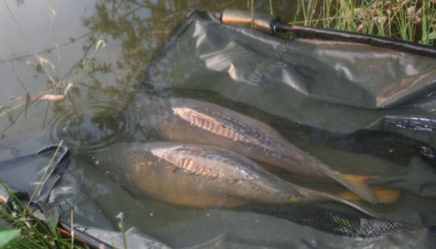 A carp from Lillypool, Spencer Tracey, May 2010