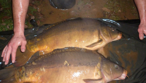 A 22 lb carp from Lillypool, Stocking, Jan 2015