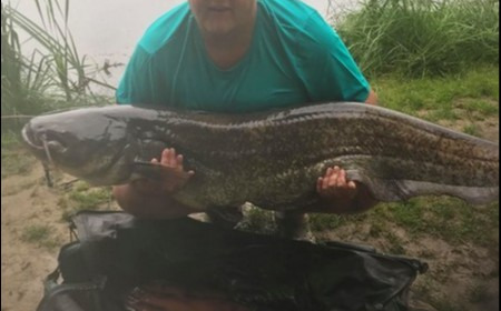 A 62 lb 2 oz catfish from Lillypool, Deryn Seagrove, Jun 2018