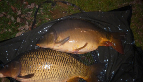 A 20 lb carp from Lillypool, Stocking, Jan 2015