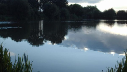 A carp from Lillypool, Aug 2011