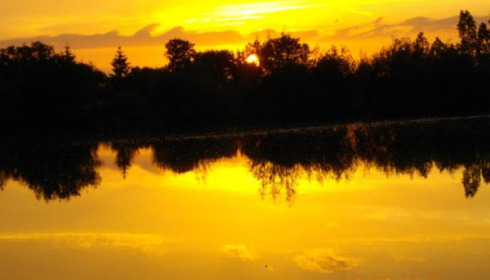 A carp from Lillypool, (sunset)by Alan , May 2011