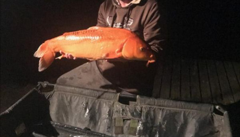 A carp from Mas Bas Lotus Lake, Andrew Smith, Sep 2019