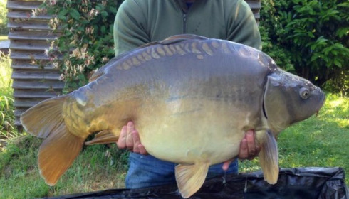 A 32 lb 4 oz carp from Mas Bas Lotus Lake, Marc, May 2015