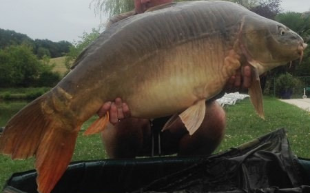A 42 lb carp from Mas Bas Main Lake, Paul Ward, Aug 2014