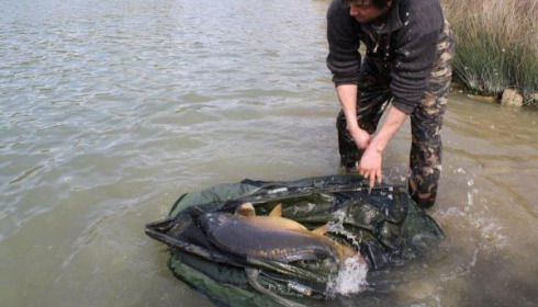 A carp from Mas Bas Main Lake, 2010 stocking, Feb 2010