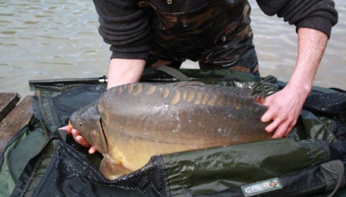 A carp from Mas Bas Main Lake, 2010 stocking, Feb 2010