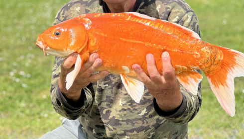 A fish from Mas Bas Main Lake, May 2023