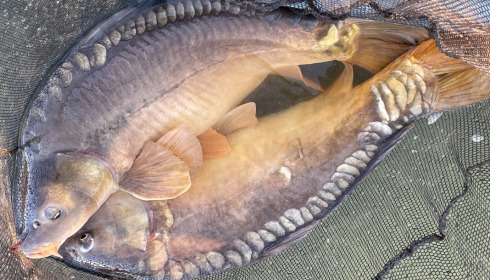 A fish from Mas Bas Main Lake, Oct 2021