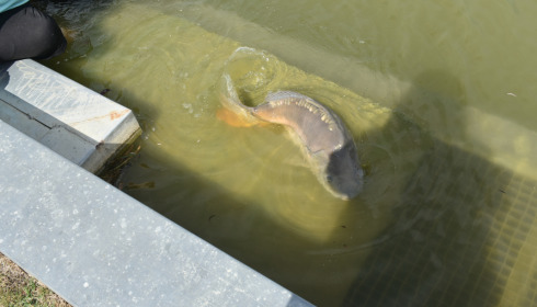 A 32 lb carp from Mas Bas Main Lake, Paul Bridges, Sep 2021