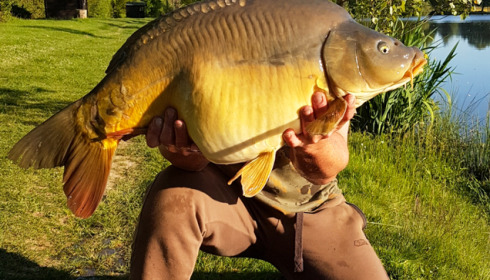 A carp from Mystique, Sep 2021