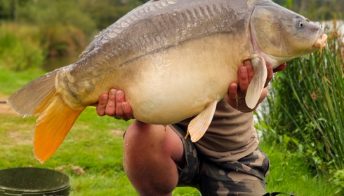 A carp from Mystique, Sep 2021