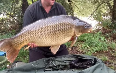 A carp from Old Oaks, Tony Young, Sep 2017