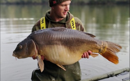 A carp from Old Oaks, Nov 2018