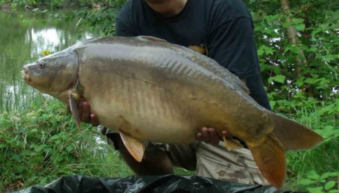 A 33 lb 4 oz carp from Old Oaks, Carl Jackson, Jul 2014