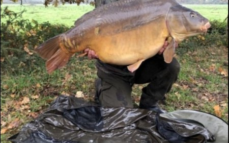 A 54 lb 1 oz carp from Old Oaks, Nov 2018