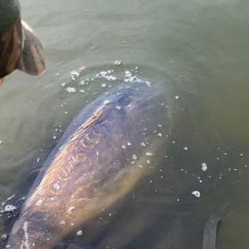 A carp from Old Oaks, Oct 2022