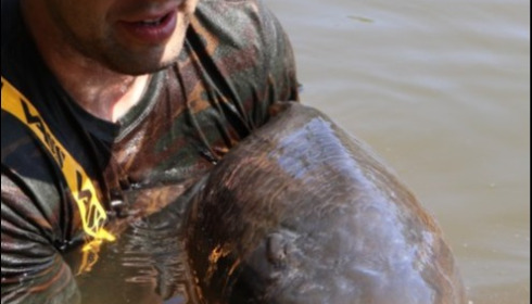 A 56 lb 8 oz carp from Old Oaks, Jul 2019