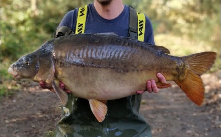 A carp from Old Oaks, Nov 2018