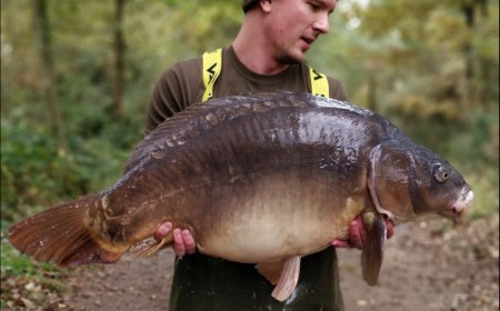 A carp from Old Oaks, Nov 2018