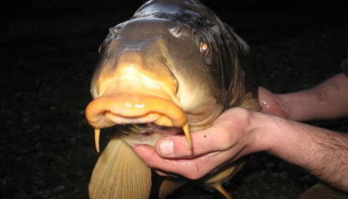 A 25 lb 4 oz carp from Old Oaks, Darrin and a resident carp , Mar 2006