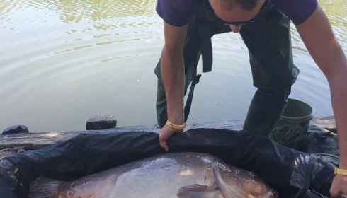 A 51 lb 3 oz carp from Old Oaks, Jason Kennerley, Aug 2016