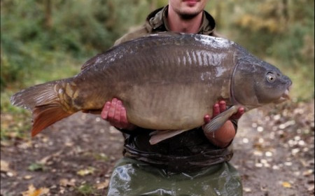 A carp from Old Oaks, Nov 2018