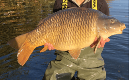 A 48 lb 10 oz carp from Old Oaks, Nicolas Delcolle, Nov 2018