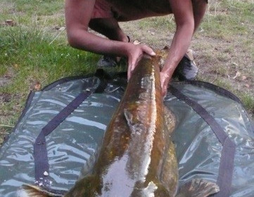 A 60 lb catfish from Old Oaks, Simon Boi with the lemon catfish, Jul 2014