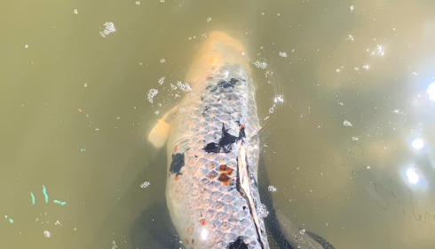 A carp from Ragon, Jul 2022