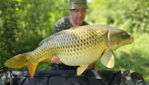 A carp from Renarde, Jun 2023