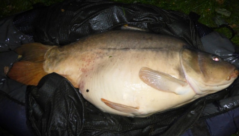 A 40 lb carp from Villefond, Oct 2013