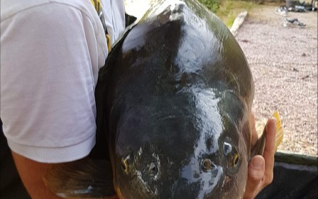 A 69 lb 2 oz carp from Villefond, Aug 2018