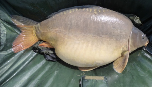 A 49 lb 2 oz carp from Villefond, Micks mirror, Apr 2014