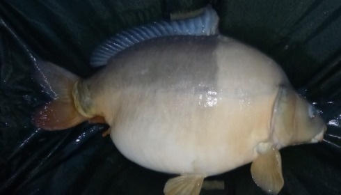 A 43 lb carp from Villefond, Son of Max the fish, Apr 2014