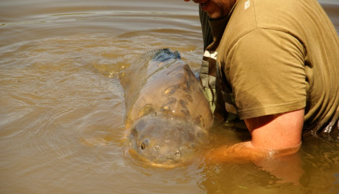 A 59 lb 1 oz carp from Villefond, Arnold the fish, Jun 2015