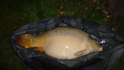 A 46 lb carp from Villefond, Oct 2013
