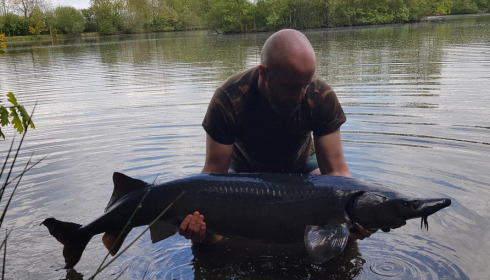 A 56 lb 4 oz sturgeon from Villefond, Mark Lambert owner, May 2021