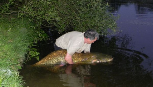 A 63 lb catfish from Villefond, Apr 2011