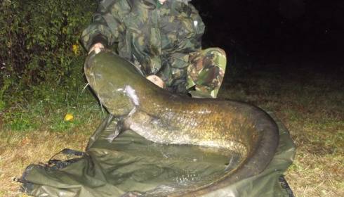 A 84 lb carp from Villefond, Aug 2015
