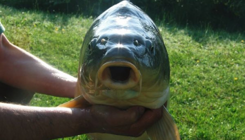 A 40 lb 8 oz carp from Villefond, May 2010