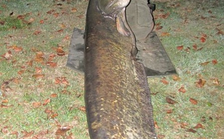 A 85 lb catfish from Villefond, Sep 2015
