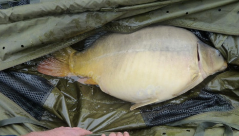 A 40 lb 15 oz carp from Villefond, Apr 2014
