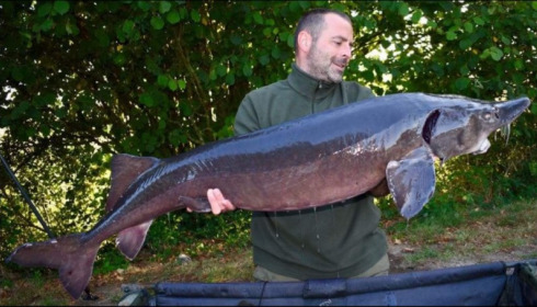 A 56 lb 8 oz carp from Villefond, Captain Sherman , Sep 2018