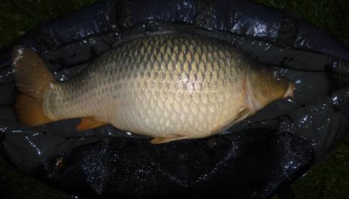 A 34 lb carp from Villefond, Oct 2013